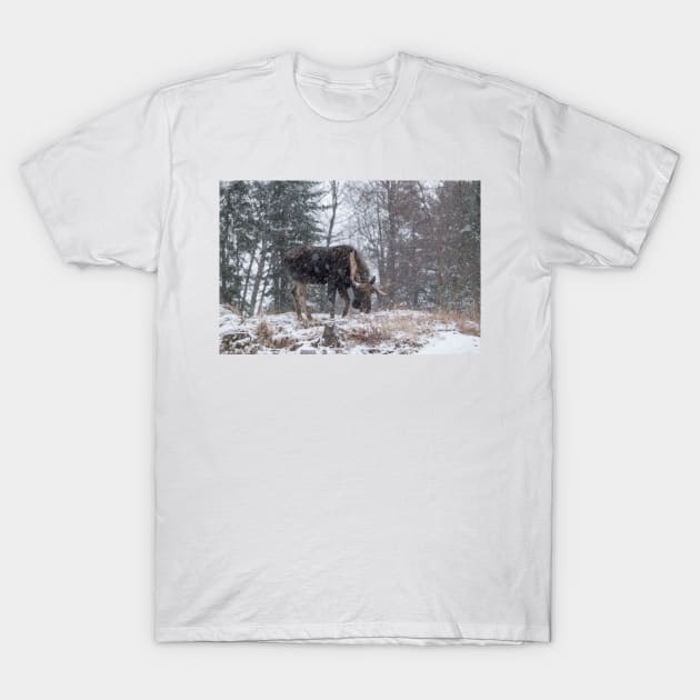 Moose in a snow storm T-Shirt by josefpittner